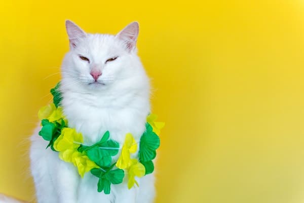 Gato torcendo pelo Brasil