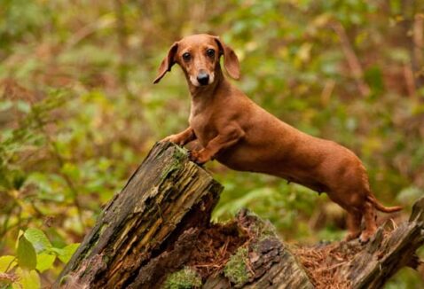 Nomes para cachorro Salsicha (Dachshund): 200 ideias criativas