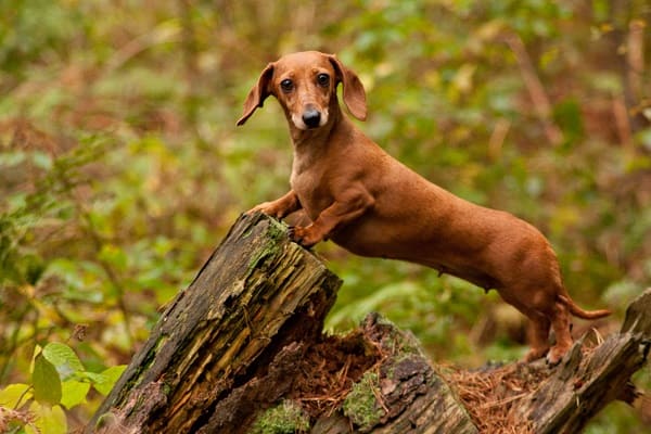 Ideias de Nomes para Cães e Cadelas de A a Z, Mais conselhos