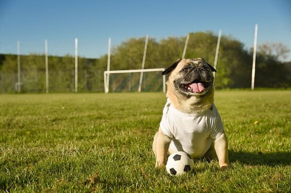 As doenças mais comuns em 10 raças de cachorro