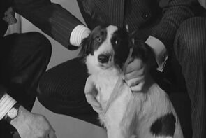 Pickles, o cachorro que achou a taça da Copa
