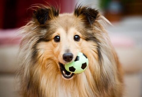 Nomes de cachorro com S: 200 ideias