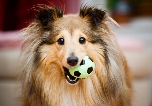 200 Nomes FORTES para cachorro - Criativos e marcantes!