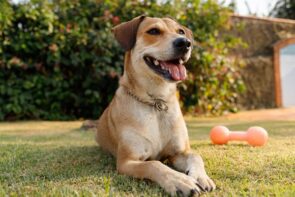 Nome de cachorro com M: 300 ideias (macho e fêmea) Petlove