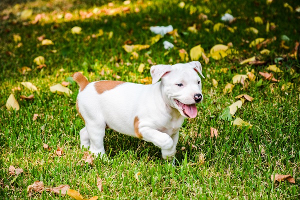 Nomes de cachorros com a letra M - bonitos e originais