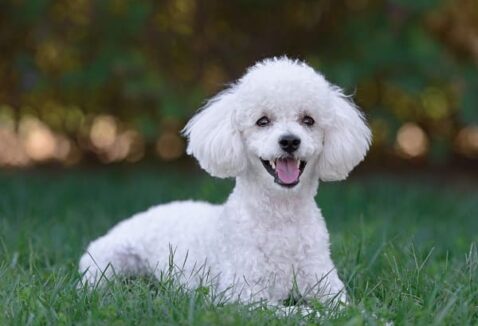 500 dicas de nomes para cachorro Poodle