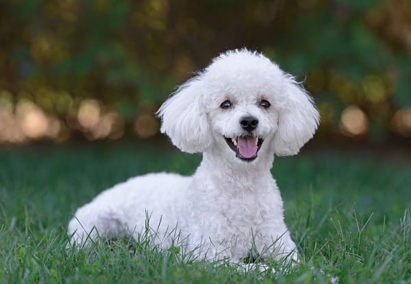 ENTENDA toda a RELAÇÃO do BALU com o MOGLI e a GRANDE AMIZADE que