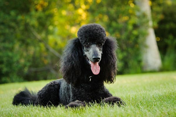Poodle gigante preto