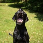 cachorro latindo, de boca aberta