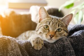 gato deitado no sofá