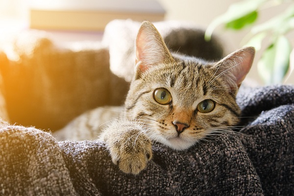 Entender sobre a domesticação dos gatos é fundamental