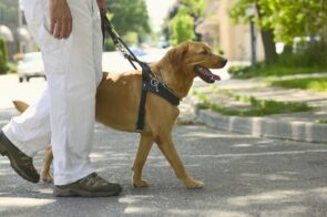 cão-guia andando numa calçada