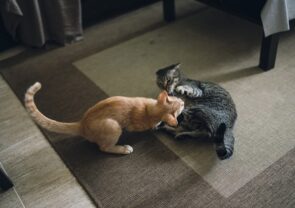 dois gatos brincando