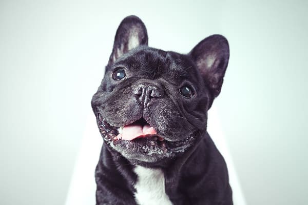 Nomes franceses para cachorros - Mais de 200 IDEIAS 🐶