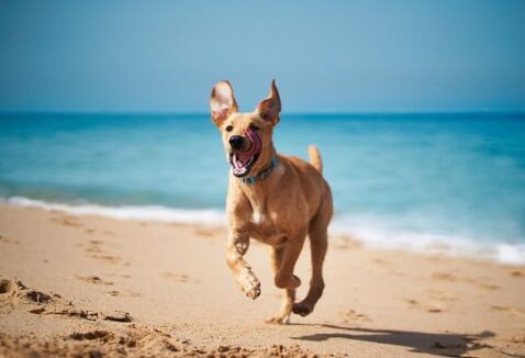 Protetor solar para cães e gatos: confira os cuidados no verão