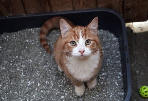 Areia para gatos: conheça 6 opções de alta qualidade!