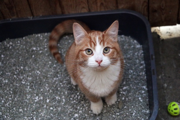 Saiba Como Cuidar da Caixa de Areia do Gato