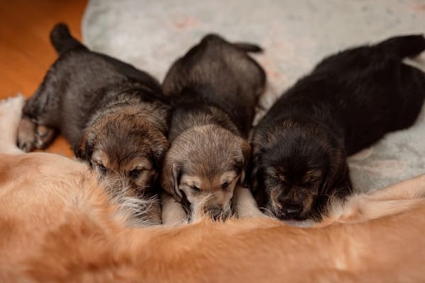 Cachorros mamando na mãe