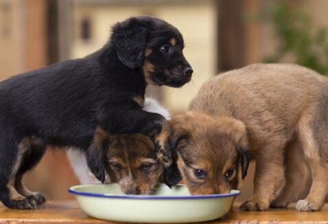 As diferentes fases da alimentação dos cães