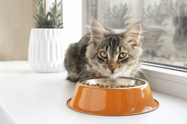 Gato filhote comendo ração.
