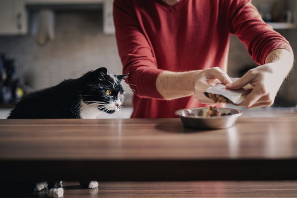 Gato vendo tutora colocar comida no pote.