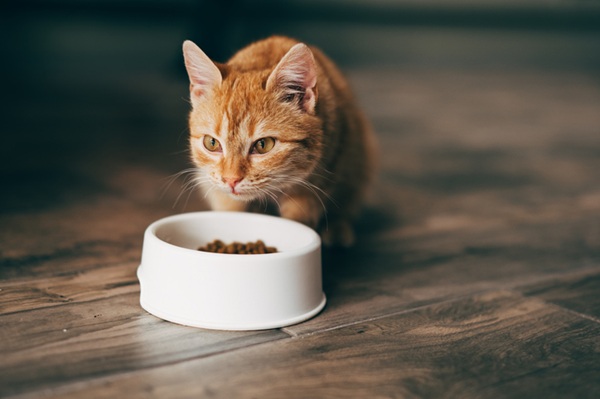 Gato laranja comendo ração.