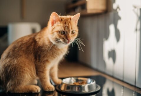 Qual a melhor ração para gatos? Conheça opções!