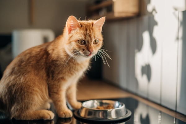 Qual a melhor ração para gatos? Conheça opções!