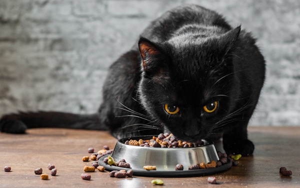 Gato comendo ração.
