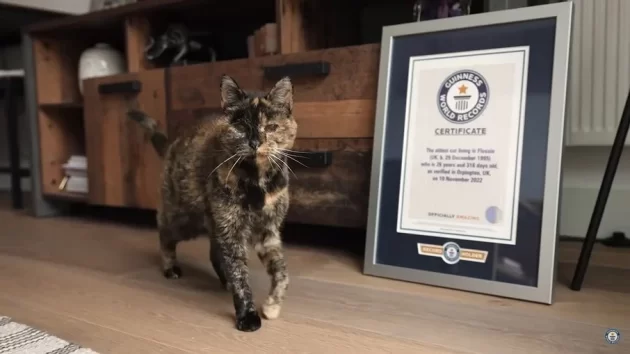 Flossie ao lado de seu certificado de gata mais velha do Mundo. 