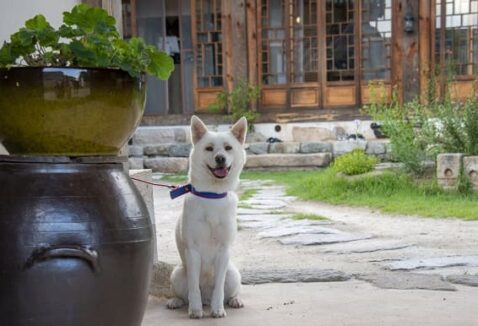 Nomes coreanos para cachorro: 100 ideias criativas