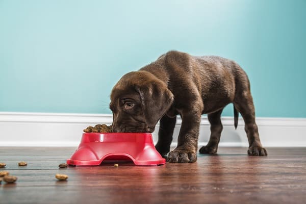 Cachorro filhote comendo ração