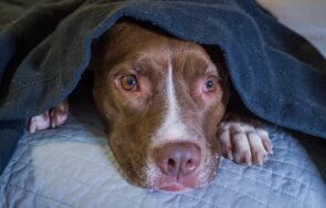 cachorro com medo embaixo de um cobertor