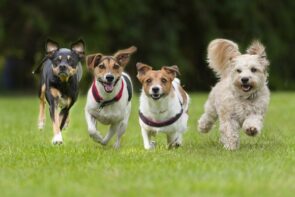 4 cachorros correndo no jardim
