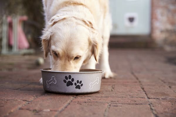 cachorro golden comendo ração