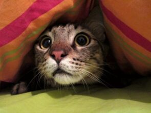 gato com medo de fogos escondido embaixo de um cobertor