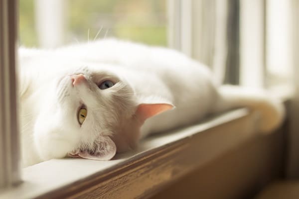 Gato branco tomando sol na janela