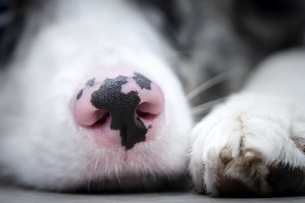 Cão com despigmentação no focinho.