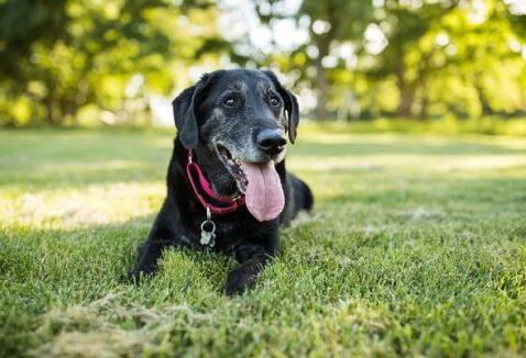 Como escolher uma boa alimentação para cães idosos