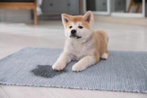 cachorro que fez xixi no lugar errado