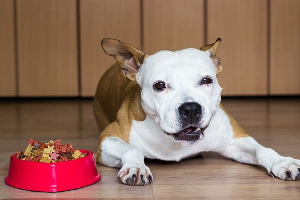 Ração para Pitbull: conheça as melhores opções pro seu pet