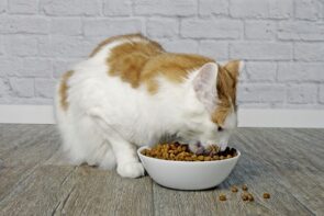 Gato comendo ração Balance