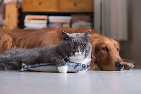 Cães e gatos podem comer peixe? Veja se é saudável | Petlove