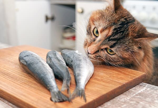 Cães e gatos podem comer peixe? Veja se é saudável | Petlove