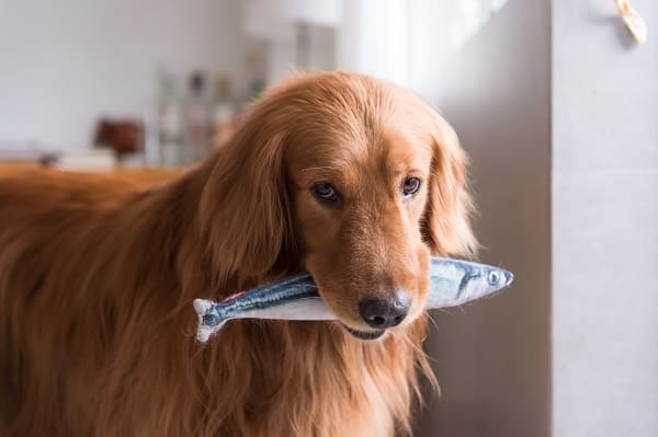 Cachorro segurando peixe de pelúcia na boca