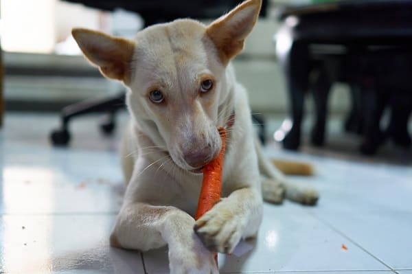 Cachorro deitado no chão comendo cenoura