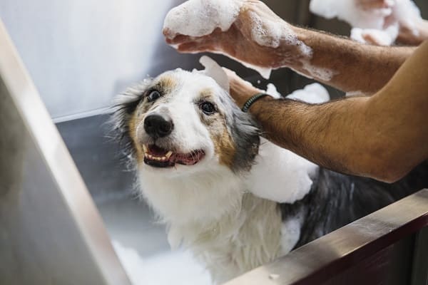 Veganismo: uma tendência no mercado pet