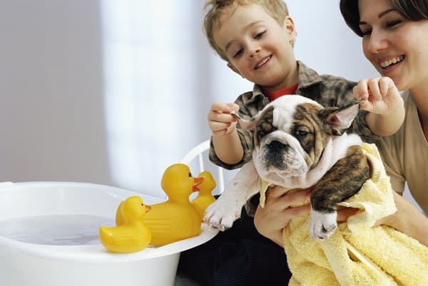 Cuidados com a higiene de pets filhotes