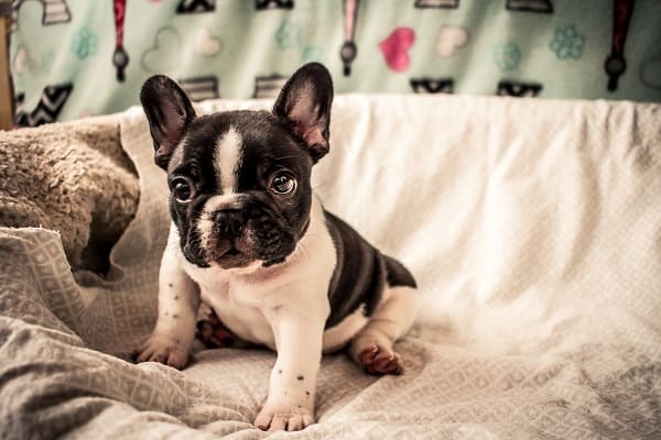 Cachorro filhote