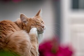 gato com pulgas se coçando